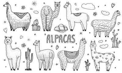 Set of cute Alpaca Llamas or wild guanaco on the background of Cactus and mountain. Funny smiling animals in Peru for cards, posters, invitations, t-shirts. Hand drawn Elements. Engraved sketch. © artbalitskiy