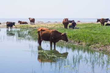 pasture of cows near the river, many cows on green grass in summer day