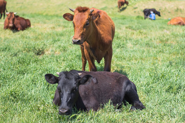 pasture of cows near the river, many cows on green grass in summer day