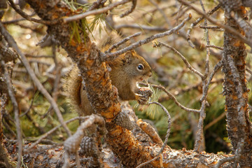 Canadian squirrel hidden in tree, Canmore