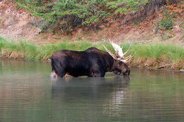 Shiras Bull Moose feeding near shore of Fishercap Lake in the Many Glacier region of Glacier National Park  in Montana United States