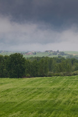 foggy landscape with cypress trees