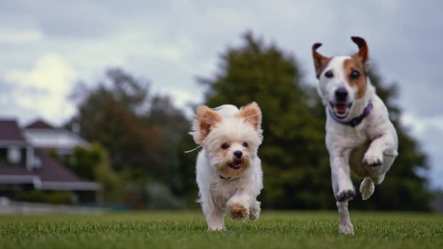 Yorkshire Terrier and Jack Russell running in super slow motion (close-up)