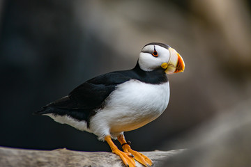Close to a puffin on a stick