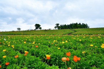 雨のフラワーパーク