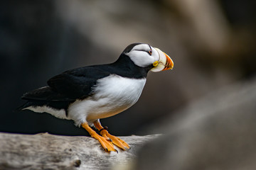 A puffin leaning in to fly.