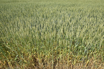 Spikelets of green wheat. Ripening wheat in the field.