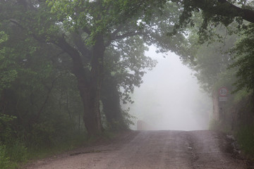 Obraz premium road in misty forest