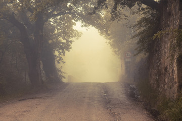 Obraz premium road in misty forest