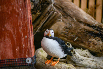Puffin Standing Near Red Post