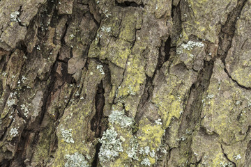 Tree bark in detail