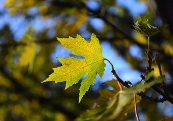 Fall colors, maple leaf