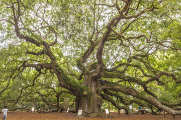 Angel oak (Quercus virginiana)