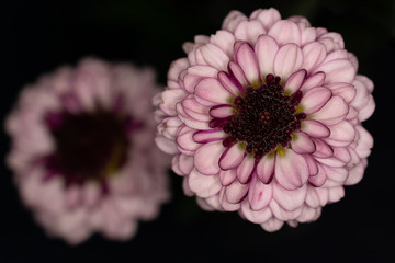 Obraz premium Pink garden mum peach 