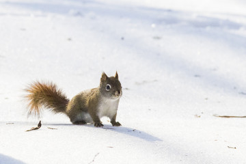  American red squirrel in winter