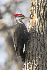 pileated woodpecker in winter