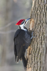 pileated woodpecker in winter