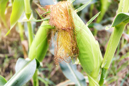 Selective focus picture of corn cob in organic corn field.