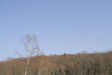 冬　木　空　素材