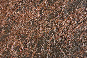 枯れ葉　アスファルト　水　素材