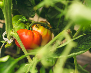 green tomatoes, tomatoes, veggies, garden, farming, farm, agriculture,