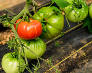 green tomatoes, tomatoes, veggies, garden, farming, farm, agriculture,