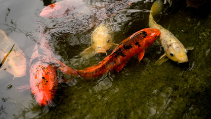 fancy koi in a pond in a Japanese garden. 