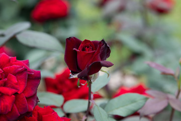 赤いばら「バルカロール」の花のアップ