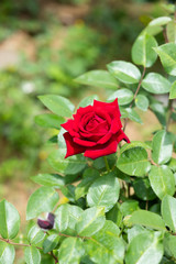 赤いばら「ナディア」の花のアップ