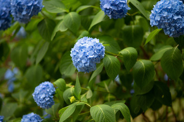 紫色のあじさいの花のアップ