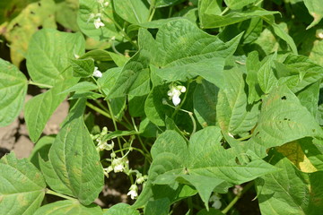 Growth of kidney beans