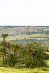 Fototapeta na wymiar Landscape with palm tree in savanna. Kenya, Africa