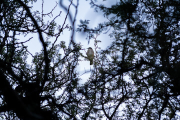 foto nikon d5200 lente kit 18-55mm 