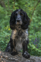 Cute dog russian spaniel breed is standing on a log in forest