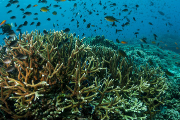Fototapeta na wymiar Recife de coral