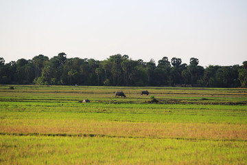 Obraz premium Cambodian farmland with tree