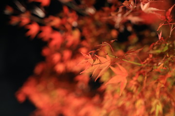 japan kyoto autumn view red leaves
