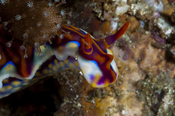 Nudibranquio