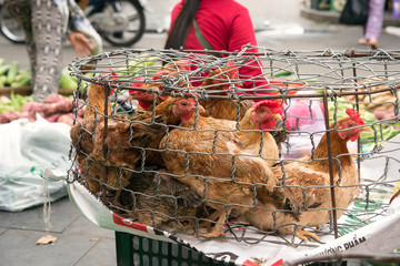 Caged chickens for sale at market in Hoi An, Vietnam　市場で売られる鶏（ベトナム、ホイアン）