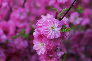 amazing colours of spring