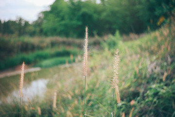 Nature Around The House