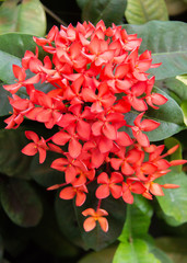 Ixora Coccinea 08
