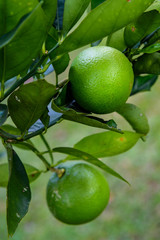 Vertical close up of a lime on a tree ready for picking
