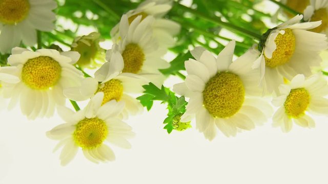 Daisy ,b-roll footage for making changes