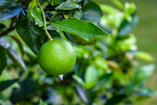 Close up of a lime on a tree ready for picking
