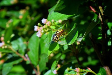 Wasp or Hornet, insect of the order Hymenoptera and suborder Apocrita that is neither a bee nor an ant. Closeup of Large wasp, Dangerous, Striped fly macro in Cottage Garden in Utah, USA.