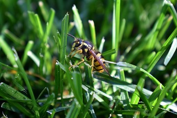 Wasp or Hornet, insect of the order Hymenoptera and suborder Apocrita that is neither a bee nor an ant. Closeup of Large wasp, Dangerous, Striped fly macro in Cottage Garden in Utah, USA.