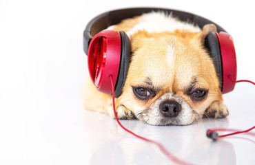 Cute dog listening music