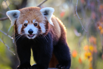 Red Panda