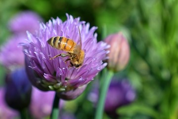 Honey Bee collecting nectar and pollen on a Chive (Allium schoenoprasum) onion flower blossom closeup macro view in cottage garden in Utah, USA.